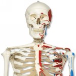 A11_01_Muscle-Skeleton-Model-Max-on-5-feet-roller-stand.jpg