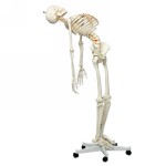 A15_06_Flexible-Human-Skeleton-Model-Fred-flexible-feet-and-hand-wire-mounted.jpg