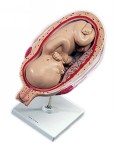 L10-8_01_7th-Month-Fetus.jpg