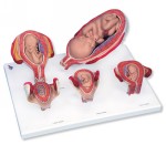L11-9_01_3B-Scientific-Pregnancy-Series-5-Models.jpg