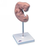 L15_01_Human-Embryo-Model-25-Times-Life-Size.jpg