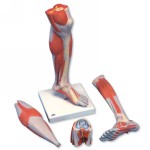 M22_01_Lower-Muscle-Leg-with-detachable-Knee-3-part-Life-Size.jpg