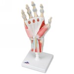 M33-1_01_Hand-Skeleton-Model-with-Ligaments-and-Muscles.jpg