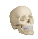 Osteopatyczny_model_czaszki,_22_czesci,_wersja_anatomiczna.jpg