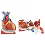 VD251_02_Heart-on-Diaphragm-3-times-life-size-10-part.jpg